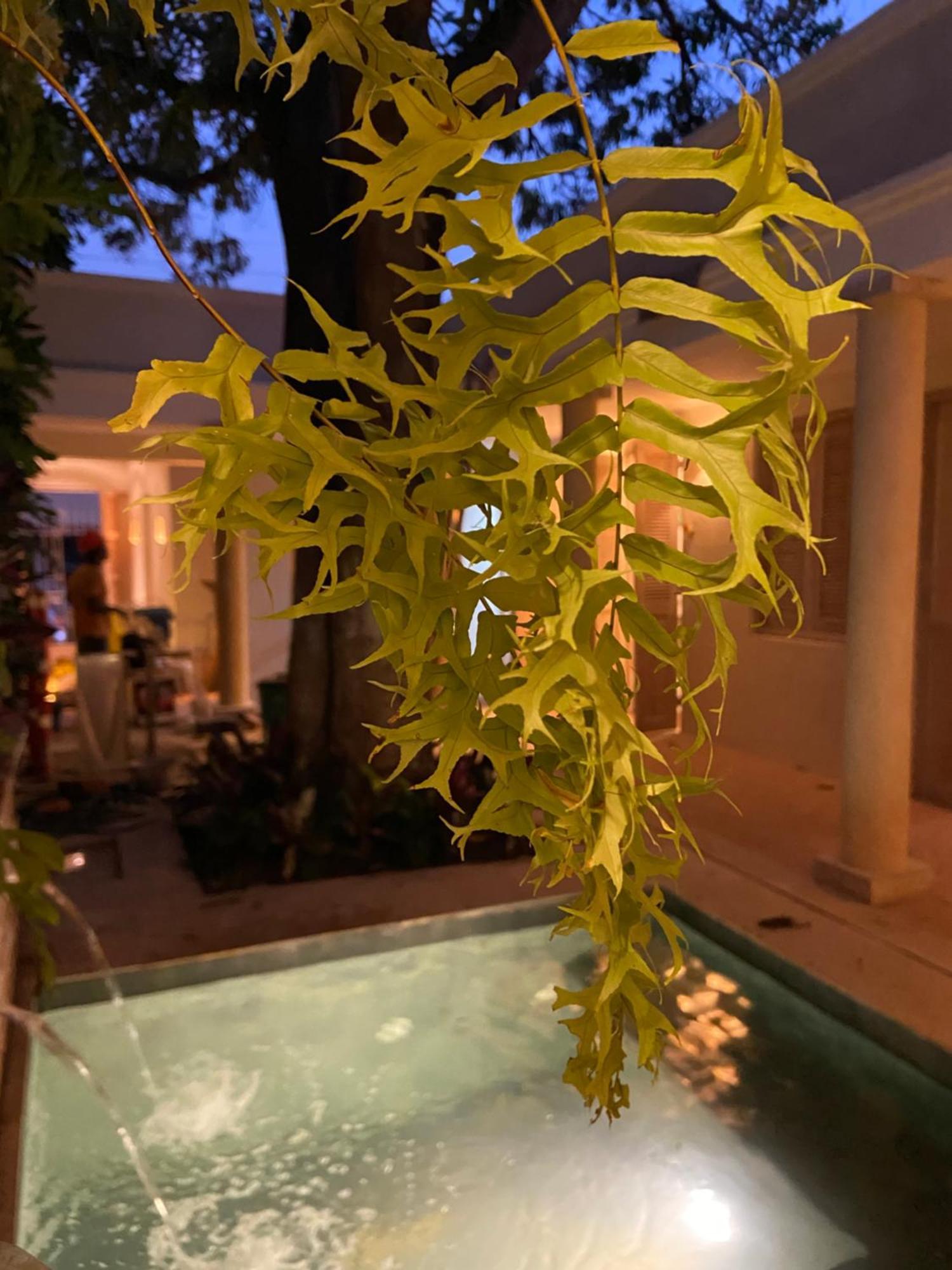 Casa Jaguar Hotel Boutique Cartagena Εξωτερικό φωτογραφία